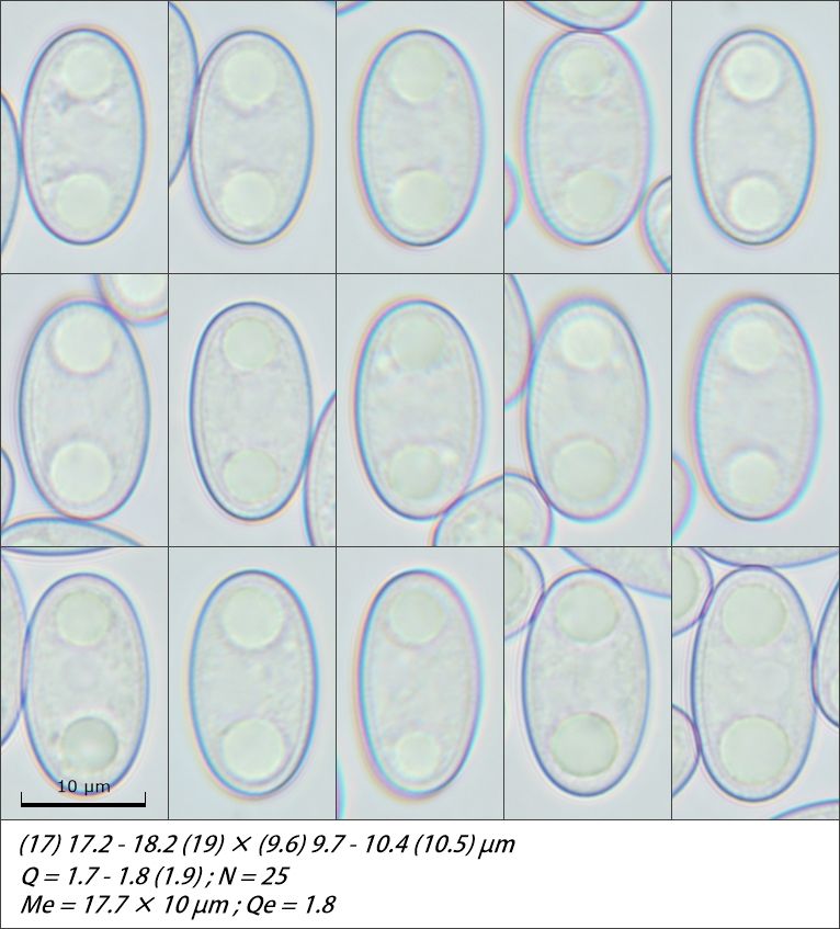 Daleomyces brunneoviolaceus