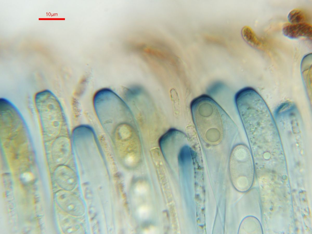 Daleomyces brunneoviolaceus