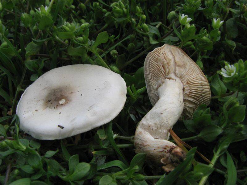 Dermoloma cuneifolium