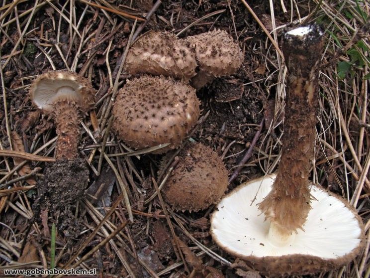 Echinoderma calcicola Echinoderma calcicola