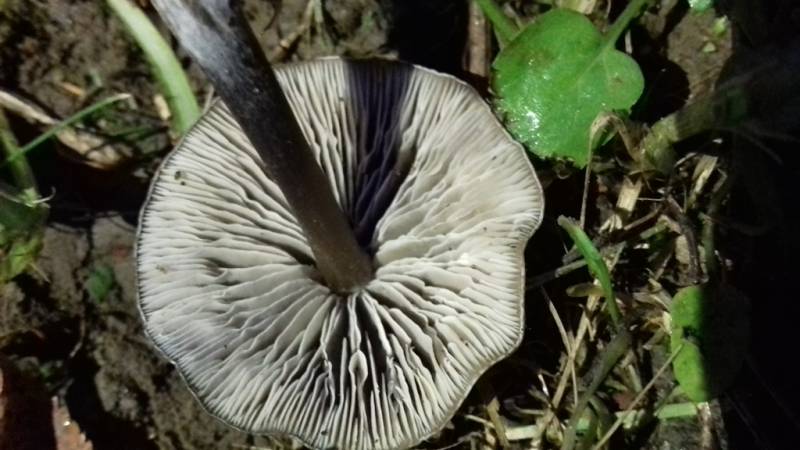 Entocybe turbida