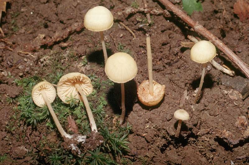 Entoloma ameides