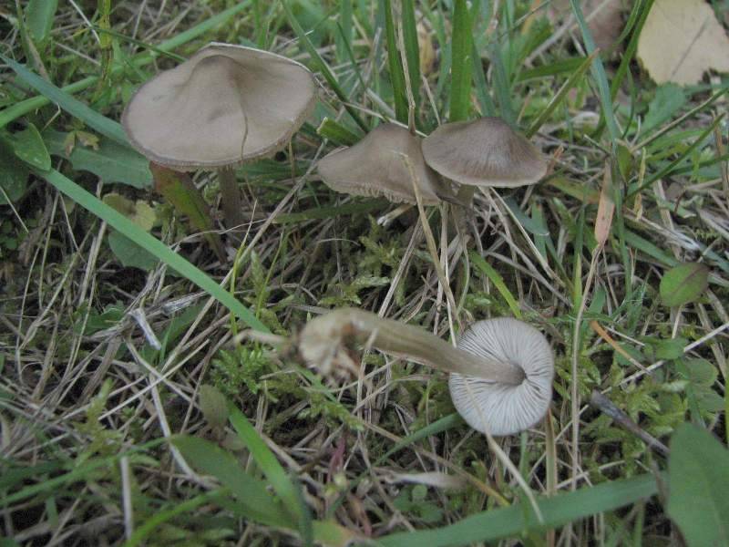 Entoloma araneosum