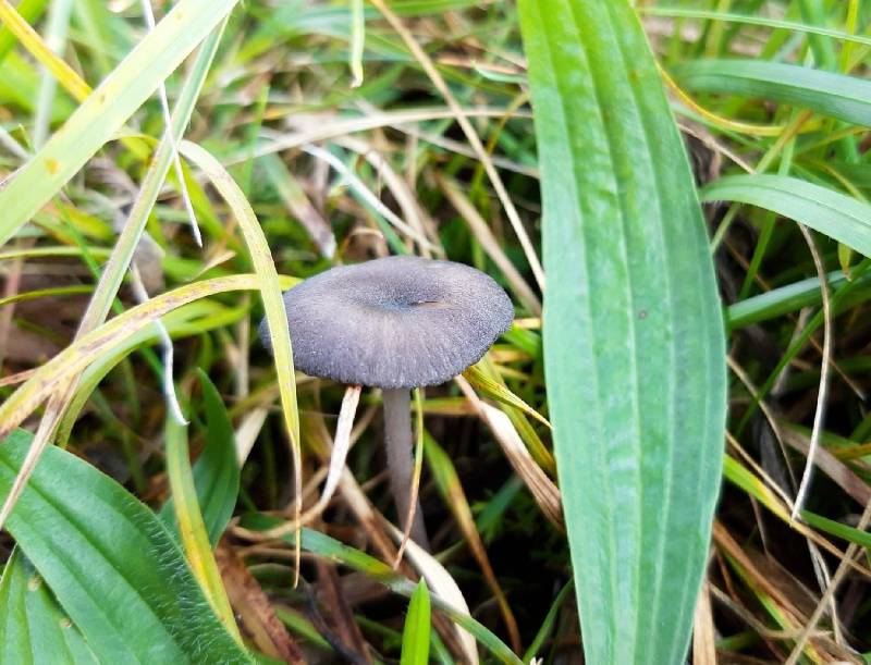 Entoloma asprellum