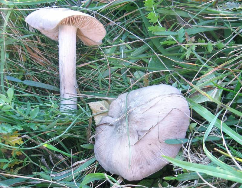 Entoloma bloxamii