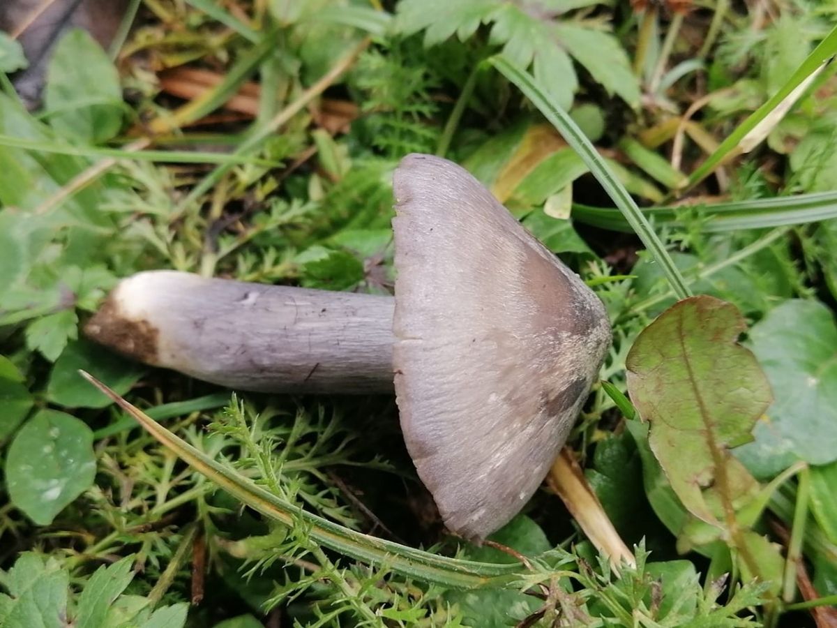 Entoloma bloxamii