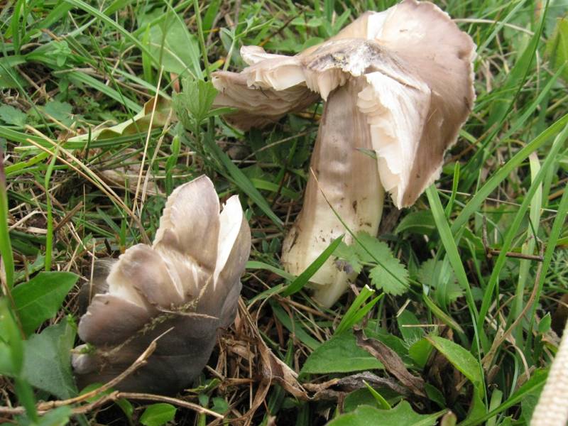 Entoloma bloxamii