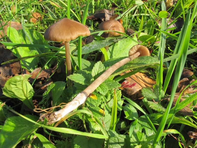 Entoloma cetratum