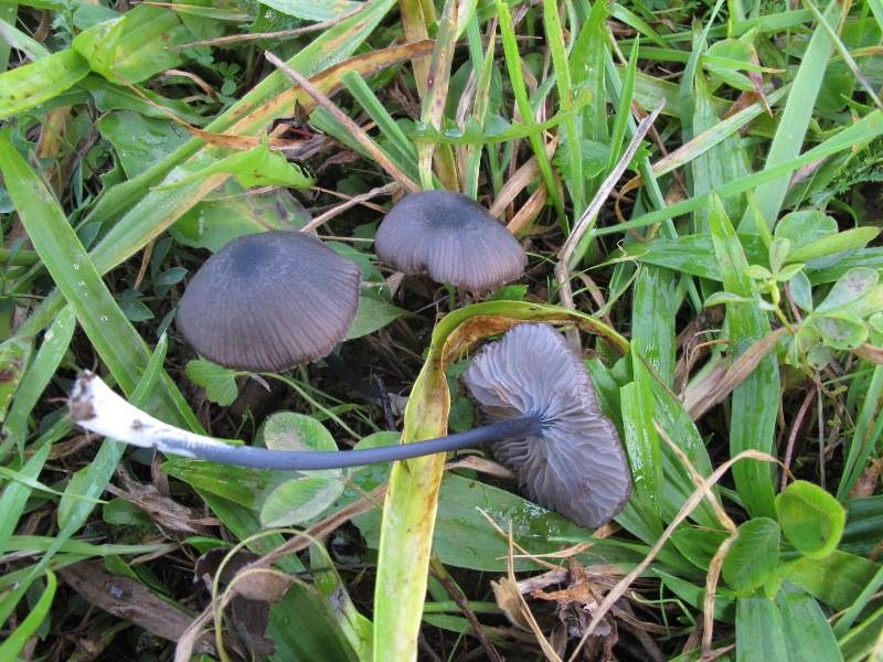 Entoloma chalybeum