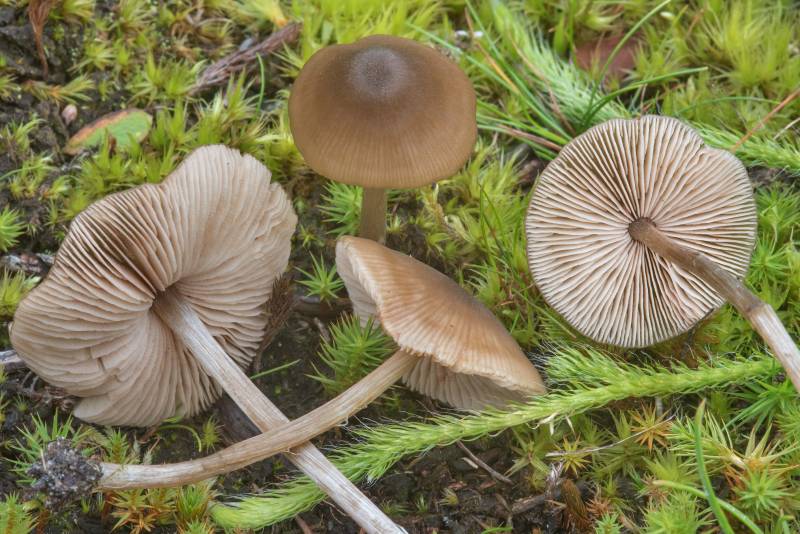 Entoloma conferendum