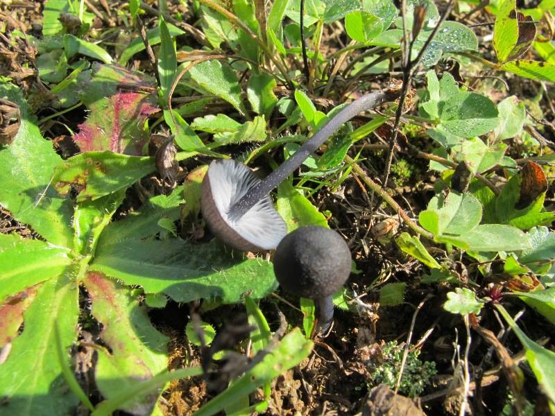 Entoloma corvinum