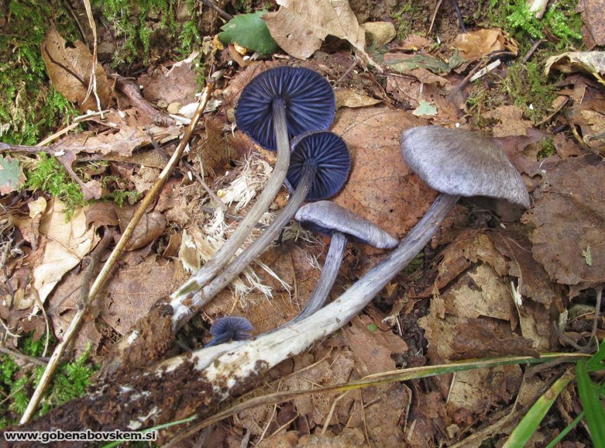 Entoloma euchroum Entoloma euchroum