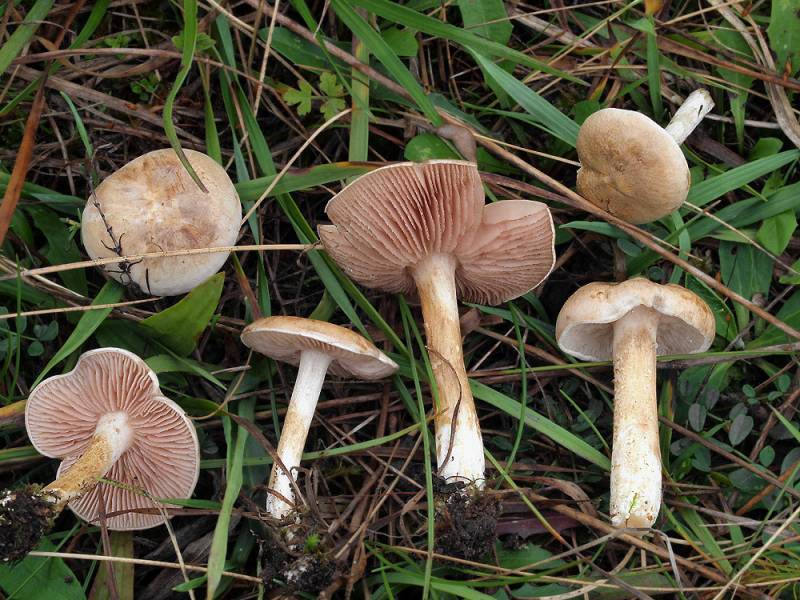 Entoloma excentricum