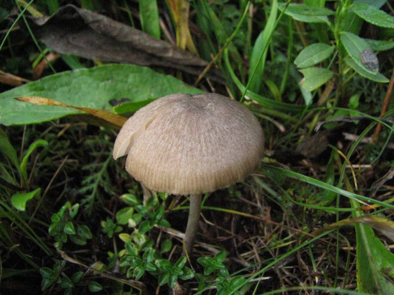 Entoloma formosum