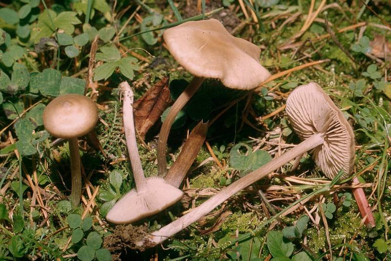 Entoloma hebes