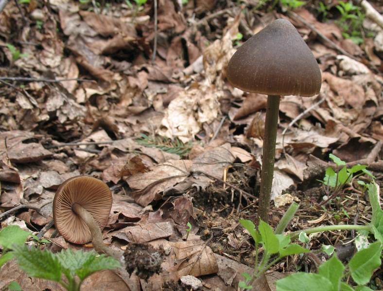 Entoloma hirtipes