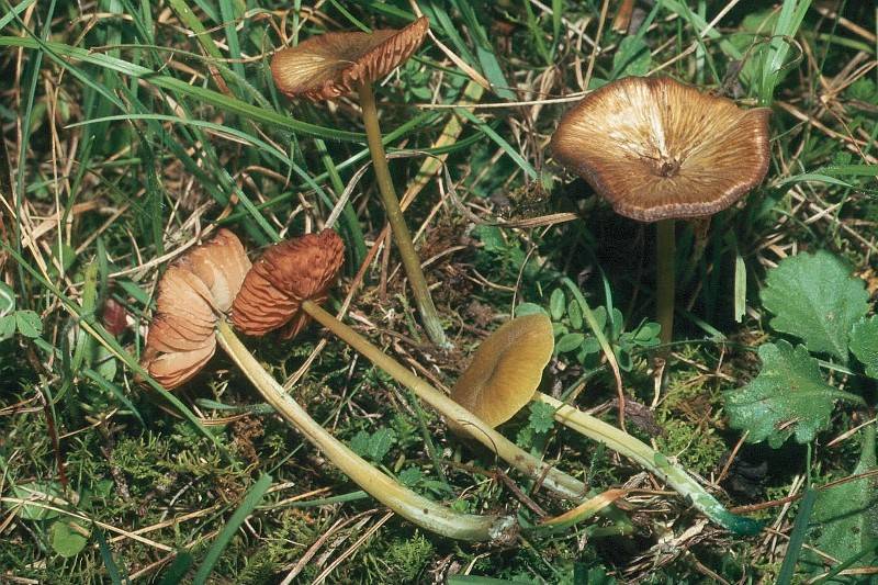 Entoloma incanum