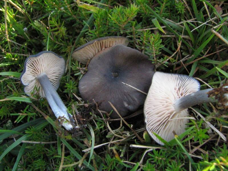 Entoloma lampropus