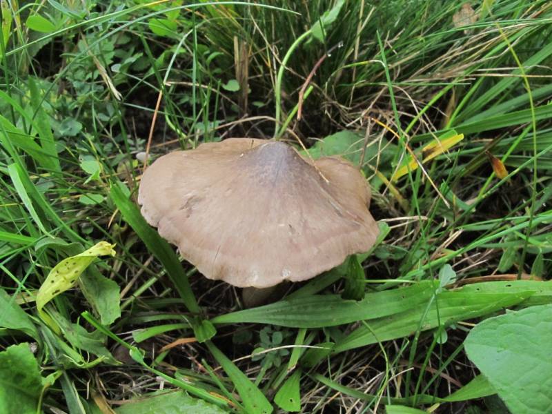 Entoloma lividoalbum