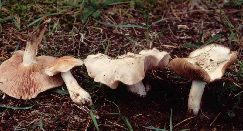 Entoloma niphoides