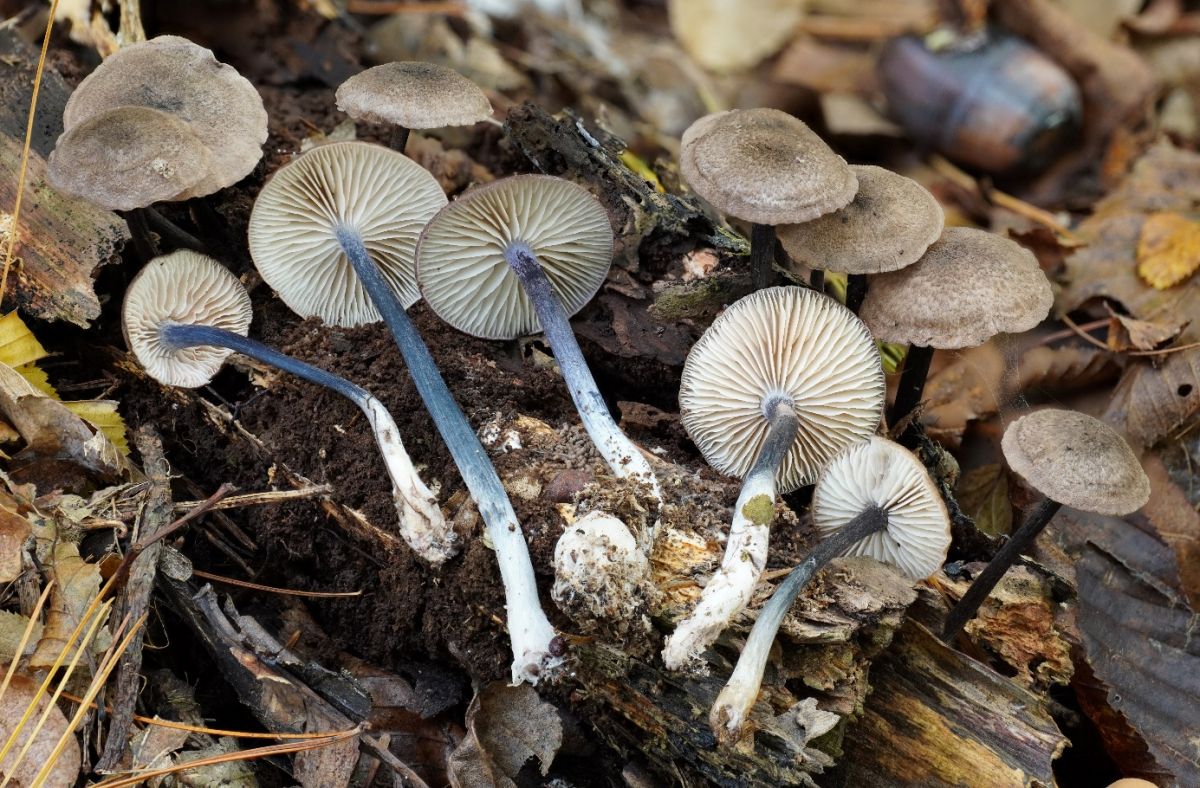 Entoloma placidum