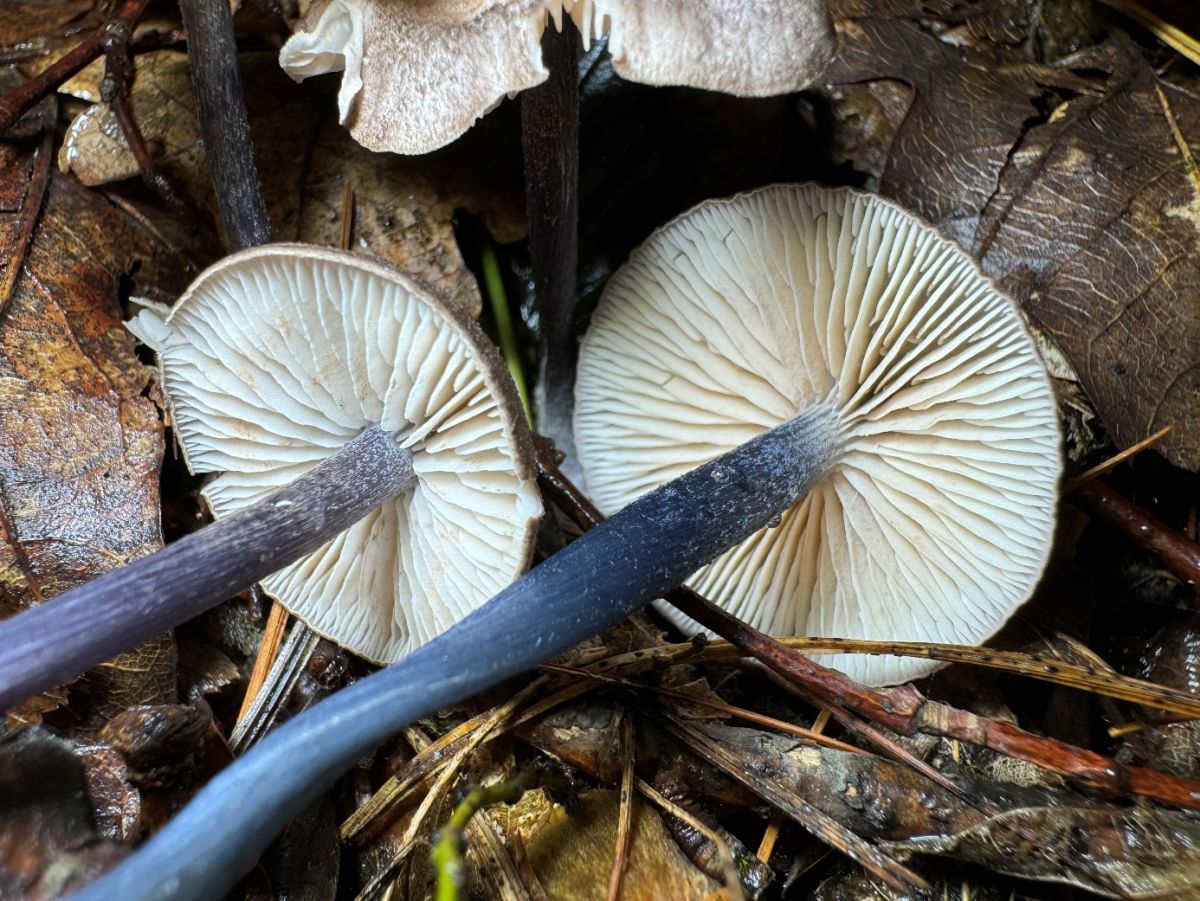 Entoloma placidum