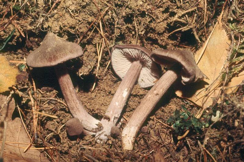 Entoloma porphyrophaeum