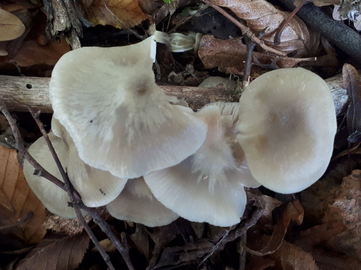 Entoloma rhodopolium