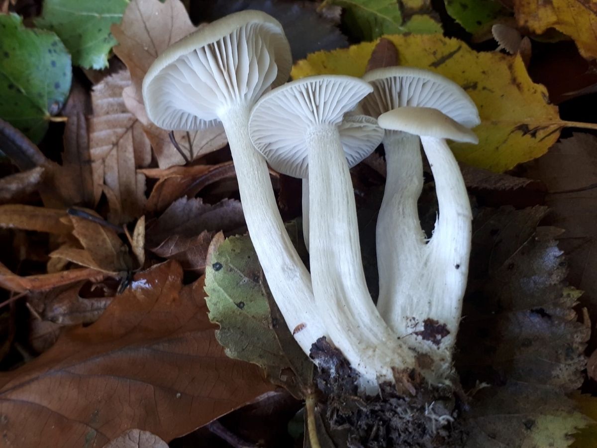 Entoloma rhodopolium