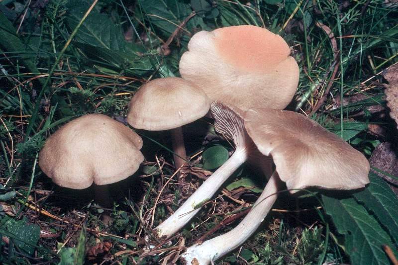 Entoloma rhodopolium