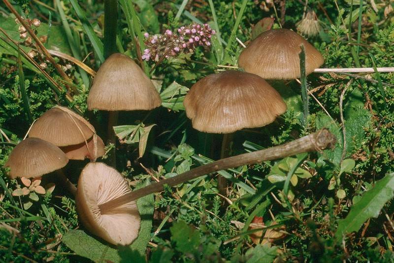 Entoloma rhombisporum