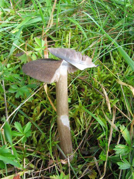 Entoloma sericatum