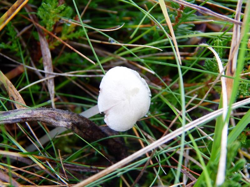 Entoloma sericellum