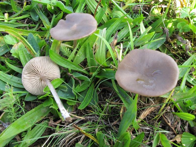 Entoloma sordidulum