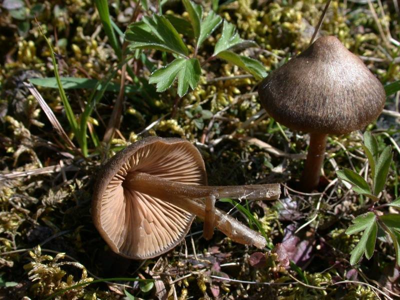 Entoloma vernum