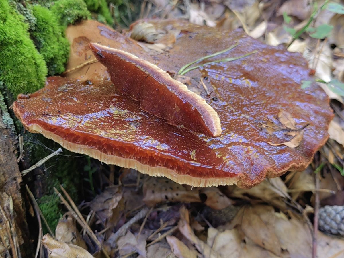 Fistulina hepatica