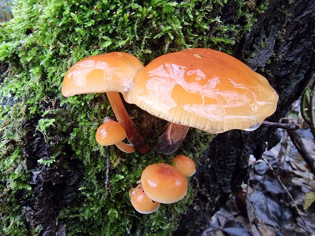 Flammulina velutipes