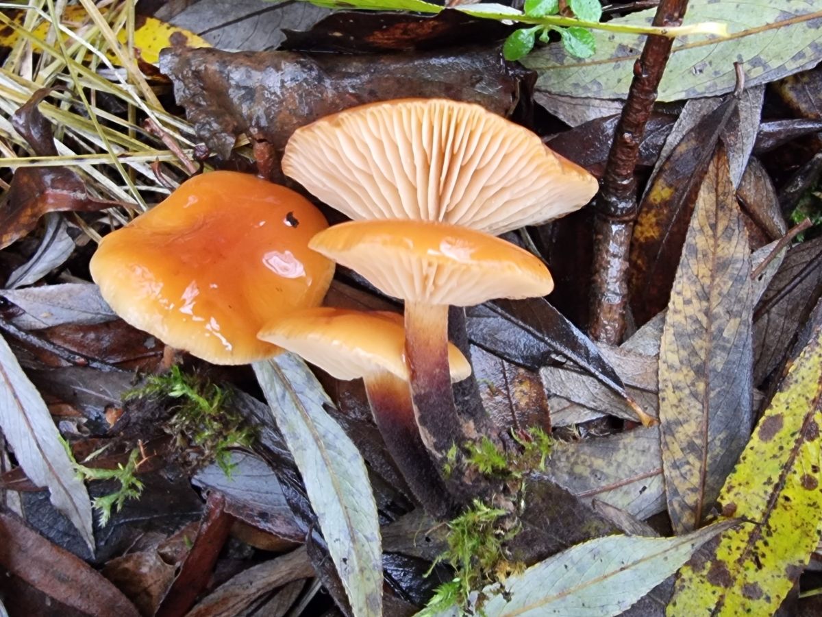 Flammulina velutipes