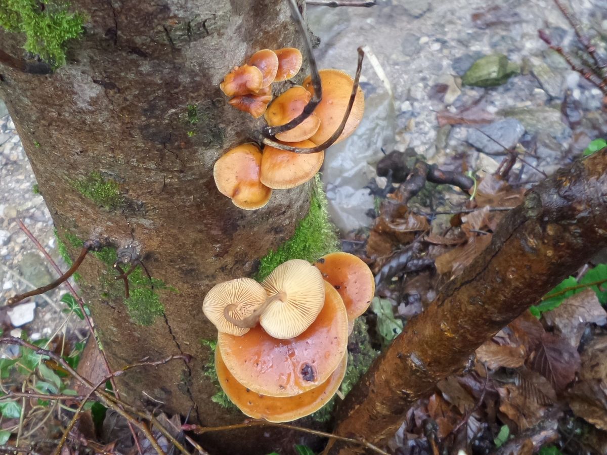 Flammulina velutipes