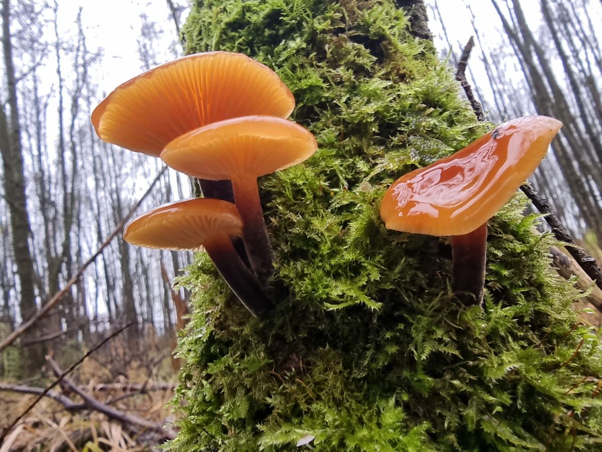 Flammulina velutipes