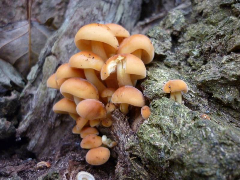 Flammulina velutipes