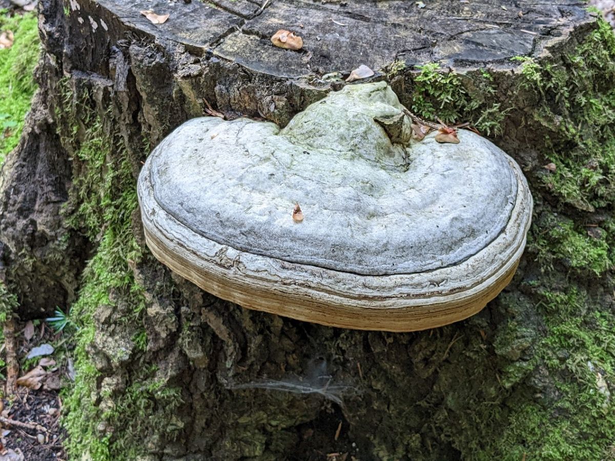 Fomes fomentarius