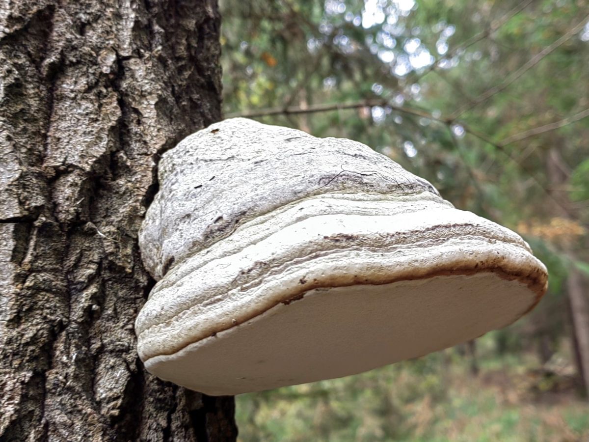 Fomes fomentarius