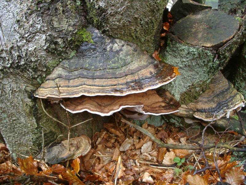 Fomes fomentarius