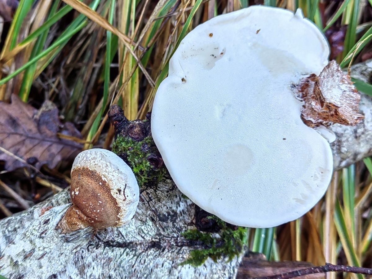 Fomitopsis betulina