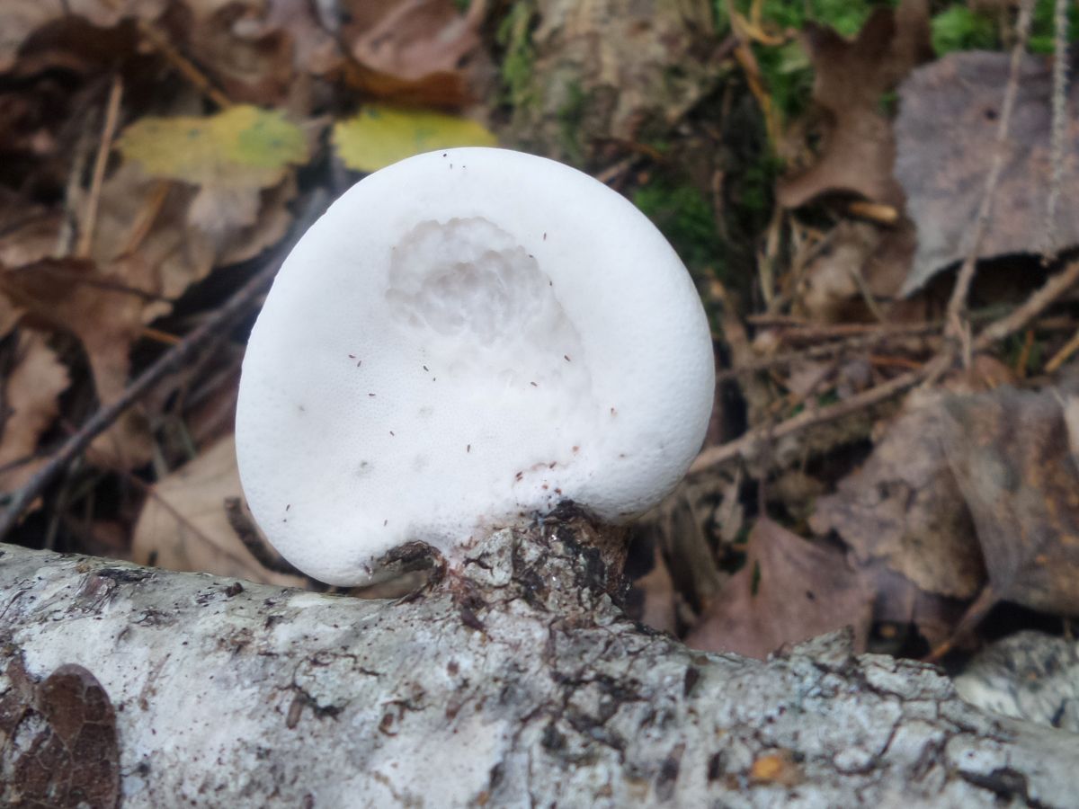 Fomitopsis betulina