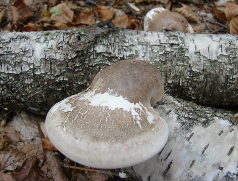 Fomitopsis betulina