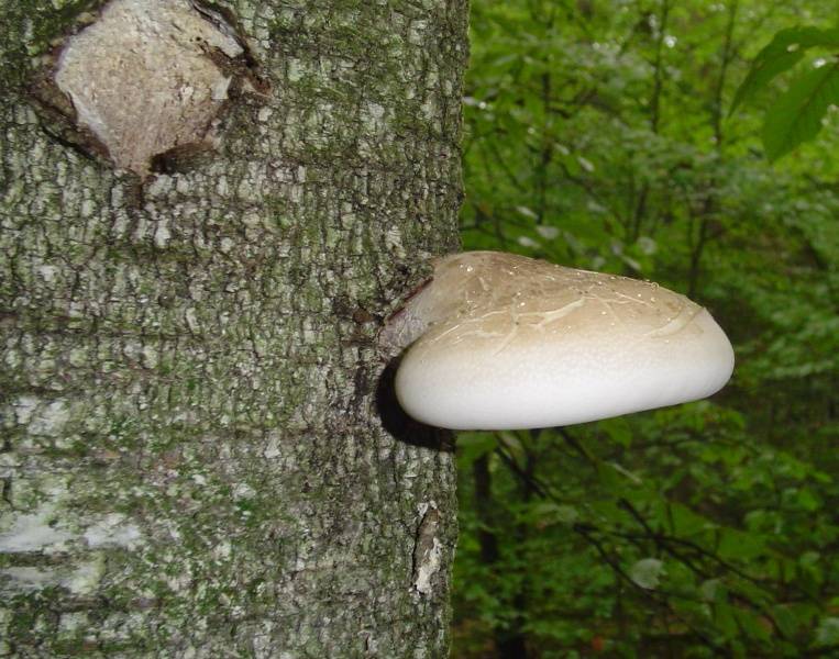 Fomitopsis betulina