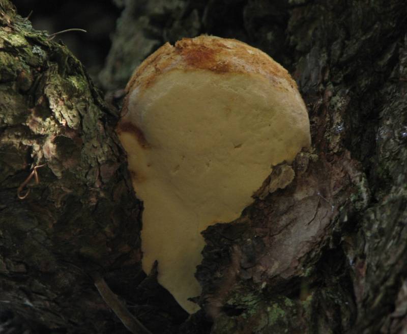 Fomitopsis officinalis