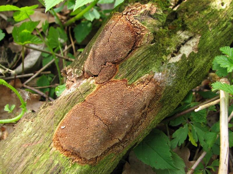 Fuscoporia ferruginosa